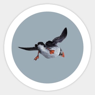 Atlantic puffin Sticker